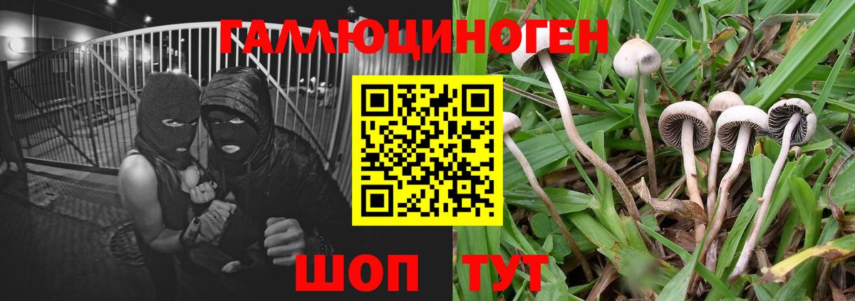 Галлюциногенные грибы мухоморы Майкоп